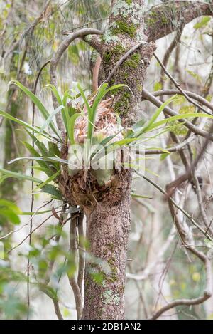Elkhorn-Pflanzen (Platycerium bifurcatum) und Gemeine Silkpod-Reben (Parsonsia straminea) im Küstenregenwald auf der Black Head Peninsula, Aust. Stockfoto