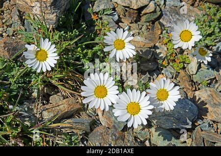 Daisy Star, False Aster (Bellidiastrum michelii). Blühende Pflanze auf einem Felsen. Wallis, Schweiz Stockfoto