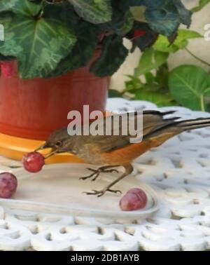 Selektiver Fokusschuss einer rufous bauchigen Drossel (Turdus rufidentris), die eine Traube von einem Teller auf dem Tisch pflückt. Avellaneda, Buenos Aires, Argentinien Stockfoto