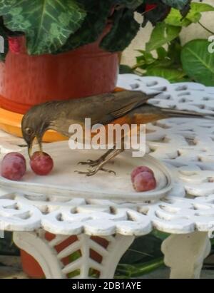 Selektive Fokusaufnahme einer rufous bauchigen Drossel (Turdus rufidentris), die eine Traube von einem Teller auf dem Tisch frisst. Avellaneda, Buenos Aires, Argentinien Stockfoto