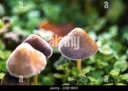 Schöne Nahaufnahme von Waldpilzen in einem gefrorenen Morgen Tag Stockfoto