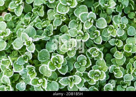 Frisches grünes Blatt mit Eistropfen an einem frostigen Tag. Hintergrundtexturen, Makroaufnahmen. Stockfoto