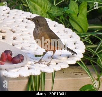 Selektiver Fokusschuss einer rufous bauchigen Drossel (Turdus rufidentris), die auf einem Tisch mit Trauben thront. Ein orangenbauchiger Vogel aus Brasilien und Argentinien Stockfoto