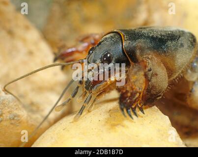 European Mole Cricket (Gryllotalpa gryllotalpa). Portrit des Erwachsenen. Deutschland Stockfoto