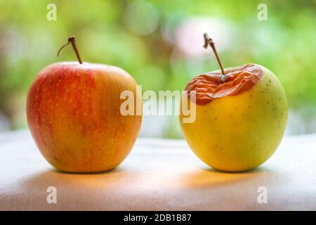 Zwei Äpfel - reif und faul. Stockfoto