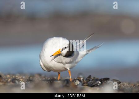 Little Tern (Sterna albifrons) Erwachsene Präung. Deutschland Stockfoto