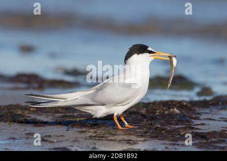 Kleine Tern (Sterna albifrons) steht am Strand mit einem kleinen Fisch im Schnabel. Deutschland Stockfoto