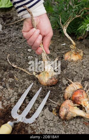 Allium cepa 'Centurion'. Zwiebeln von Hand in einem vorstädtischen Küchengarten, Großbritannien, ernten Stockfoto