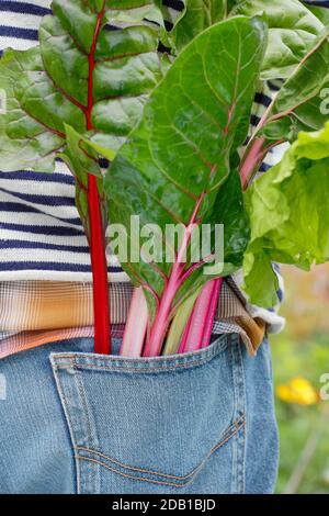 Gärtner Ernte homegrown Gemüse einschließlich Regenbogen Schweizer Mangold (im Bild) in seinem Vorstadtgarten Gemüsegarten Grundstück. VEREINIGTES KÖNIGREICH Stockfoto