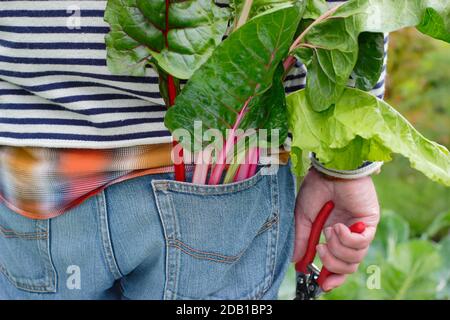 Gärtner Ernte homegrown Gemüse einschließlich Regenbogen Schweizer Mangold (im Bild) in seinem Vorstadtgarten Gemüsegarten Grundstück. VEREINIGTES KÖNIGREICH Stockfoto