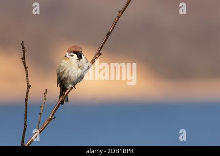 Spatzen auf einem Baum Zweig an einem klaren sonnigen Tag thront. Stockfoto