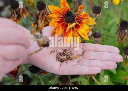 Sammeln mehrjährige rudbeckia Blume Saatköpfe aus einem Garten Grenze, um die Samen zu retten. VEREINIGTES KÖNIGREICH Stockfoto