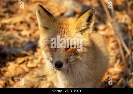 Ein Fuchs unter trockenem Herbstgras am Kap Tobizin auf russischer Insel in Wladiwostok. Stockfoto