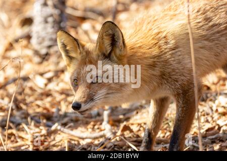 Ein Fuchs unter trockenem Herbstgras am Kap Tobizin auf russischer Insel in Wladiwostok. Stockfoto