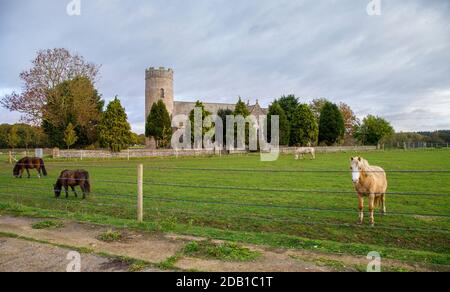 Pony vor der St. Peter Church Havingland Norfolk England VEREINIGTES KÖNIGREICH Stockfoto