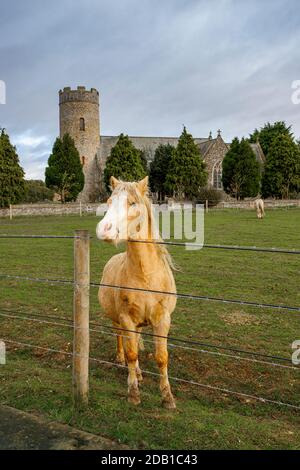 Pony vor der St. Peter Church Havingland Norfolk England VEREINIGTES KÖNIGREICH Stockfoto