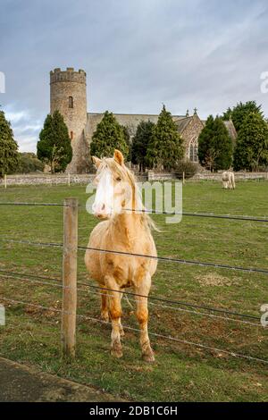 Pony vor der St. Peter Church Havingland Norfolk England VEREINIGTES KÖNIGREICH Stockfoto