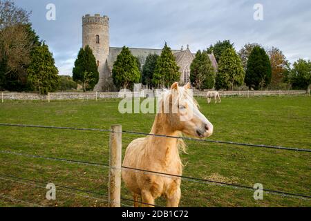 Pony vor der St. Peter Church Havingland Norfolk England VEREINIGTES KÖNIGREICH Stockfoto