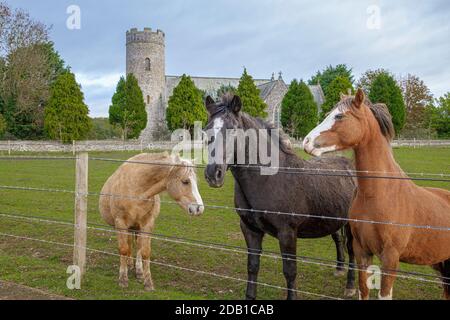 Pony vor der St. Peter Church Havingland Norfolk England VEREINIGTES KÖNIGREICH Stockfoto