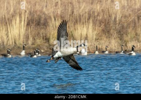 Die Kanadagans im Flug Stockfoto