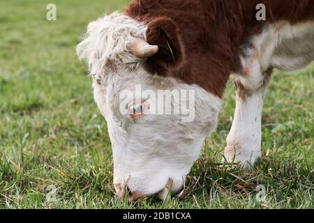 Nahaufnahme eines Hereford-Viehs, das auf grüner Weide grast Stockfoto