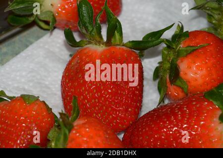 Fertig zum Essen reife Erdbeeren im Sommer nach dem Waschen mit Klares Wasser Stockfoto