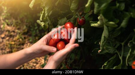 Eine Bäuerin pflückt Kirschtomaten in einem Gewächshaus. Bio-Bauernhof. Stockfoto