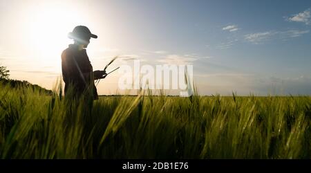 Eine Frau Bauer untersucht den Bereich der Getreide- und sendet die Daten an die Wolke aus der Tablette. Smart Farming und digitale Landwirtschaft. Stockfoto