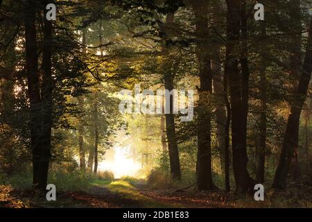 Ein Waldweg zwischen Eichen auf einem nebligen Herbst Morgen Stockfoto