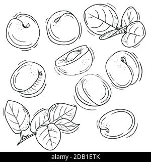 vektor-Illustration von Aprikose im Doodle-Stil. Stock Vektor