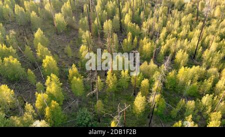 Junge Bäume wachsen an der Stelle des Waldbrands. Wiederherstellung der Umgebung nach einem Ausfall. Trockene und verbrannte Baumstämme von oben. Luftaufnahme von der Drohne Stockfoto