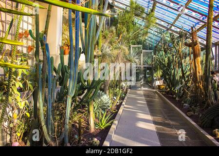 Gewächshaus mit Kakteen und Sukkulenten unter einer Glaskuppel. Botanischer Park ohne Menschen während der Quarantäne in Madrid, Spanien. Sehenswürdigkeiten von Europa. Stockfoto