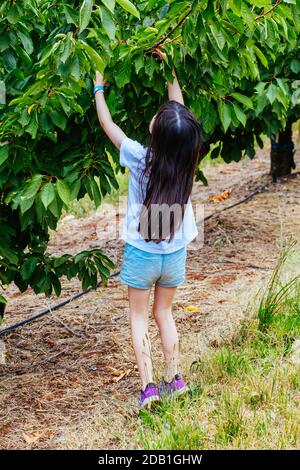 Frische Kirschen am Baum in Australien Stockfoto