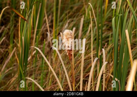 Gewöhnliche Cattail im Herbst.natürliche Szene aus Wisconsin. Stockfoto