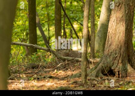 Junge Weißschwanzhirsche im Wald Stockfoto