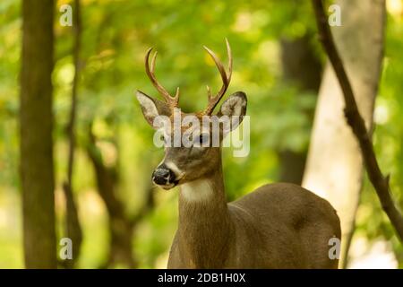 Junge Weißschwanzhirsche im Wald Stockfoto