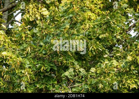 Die Linde. Baumlinden für die europäische Art, und Lindenholz für nordamerikanische Arten. Stockfoto