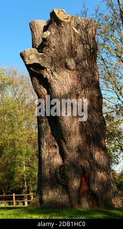 Blick auf einen riesigen Baumstammschnitt ohne Ast. Herbstszene in einem Park an einem sonnigen Tag. Holzzaun im Hintergrund. Stockfoto