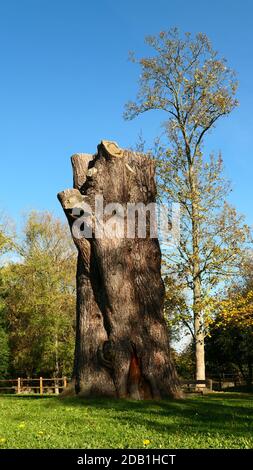 Blick auf einen riesigen Baumstammschnitt ohne Ast. Herbstszene in einem Park an einem sonnigen Tag. Holzzaun im Hintergrund. Stockfoto