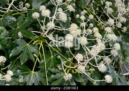 Cremig weiße Blüten der Rizinusölpflanze Fatsia Japonica Japanische Aralia Stockfoto