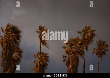 Palmen im Abendlicht vor Sandsturm. Hintergrund für extremes Wetter. Konzept der globalen Erwärmung und des Klimawandels. Stockfoto