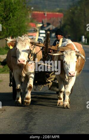 Karre gezogen von heimischen Kühen auf einer Straße in Maramures, Rumänien Stockfoto