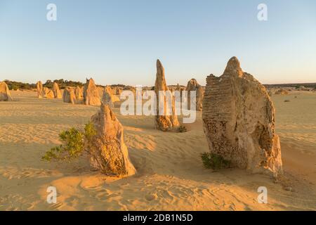 Die Pinnacles, Kalksteinsäulen im Nambung National Park, in der Nähe von Cervantes in Westaustralien, einige bis zu 3.5 Meter hoch im gelben Sand Stockfoto