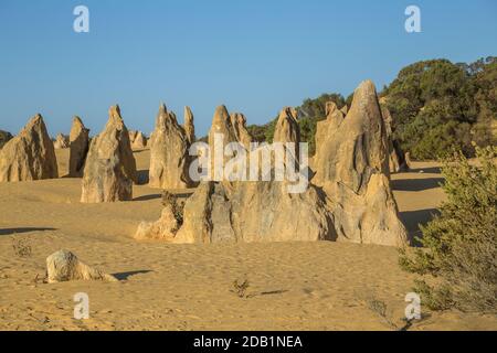 Die Pinnacles, Kalksteinsäulen im Nambung National Park, in der Nähe von Cervantes in Westaustralien, einige bis zu 3.5 Meter hoch im gelben Sand Stockfoto