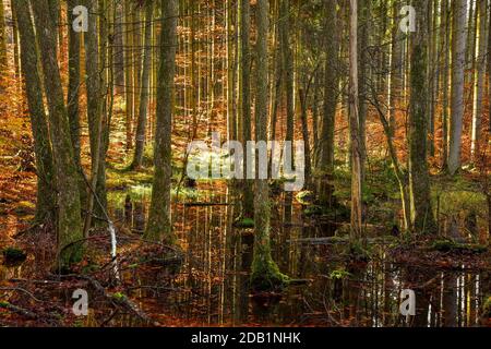 Herbstlicher Mischwald spiegelt sich in einem Teich im Naturpark Westwälder bei Ausgburg, Schwaben, Bayern, Deutschland Stockfoto