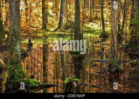 Herbstlicher Mischwald spiegelt sich in einem Teich im Naturpark Westwälder bei Ausgburg, Schwaben, Bayern, Deutschland Stockfoto