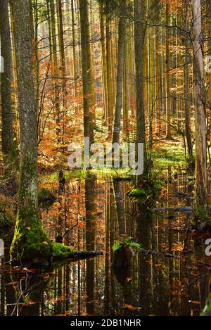 Herbstlicher Mischwald spiegelt sich in einem Teich im Naturpark Westwälder bei Ausgburg, Schwaben, Bayern, Deutschland Stockfoto