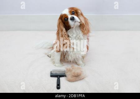 Hund Haustier Cavalier King Charles Spaniel schaut genau auf die Kamera nach dem Verfahren der Kämmen mit einem Tierpinsel. Kämmen von Wolle, Häuten bei Tieren Stockfoto