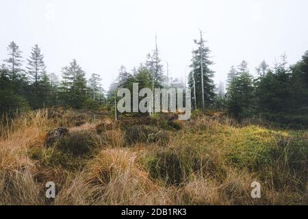 Hochmoor im Nebel. Hochmoor im Nationalpark Harz, Niedersachsen, Deutschland. Moody Wetter im November. Stockfoto