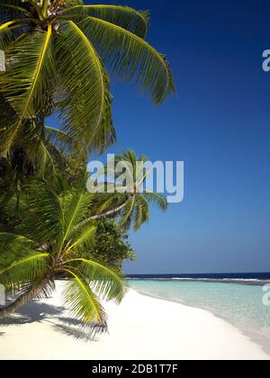 Palmen und ein tropischer Strand auf einer Koralleninsel im Süd Ari Atoll auf den Malediven. Stockfoto